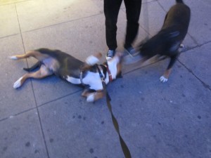 Oscar The Grouch rolls over after meeting Snapple another Swissy (Greater Swiss Mountain Dog)