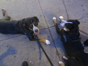 Oscar The Grouch hangs out with Snapple another Swissy (Greater Swiss Mountain Dog)