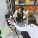 Oscar The Grouch Dog (Swissy) celebrates St. Patrick's day with his fans