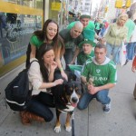 Oscar The Grouch (Greater Swiss Mountain Dog) celebrates St. Patrick's day with his fans