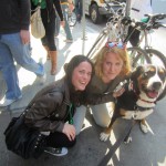 Oscar The Grouch (Greater Swiss Mountain Dog) celebrates St. Patrick's day with his fans