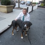 Oscar The Grouch Dog (Swissy) celebrates St. Patrick's day with his fans