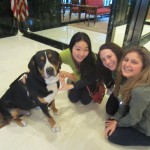 Oscar The Grouch Dog (Swissy) celebrates St. Patrick's day with his fans