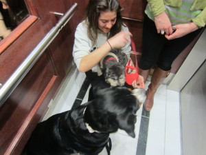 Oscar The Grouch (Swissy) shares an elevator with Henry Toy Poodle