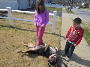 Cousin Oscar in "Family Dog" (Greater Swiss Mountain Dog does the Swissy roll)