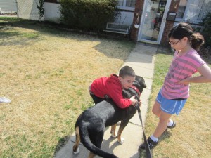 Cousin Oscar in "Family Dog" (Greater Swiss Mountain Dog)