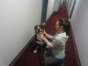 Oscar the Swissy with Rocco the Bulldog's owner