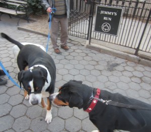 Oscar The Grouch says hello to Jake the Swissy, another Greater Swiss Mountain Dog