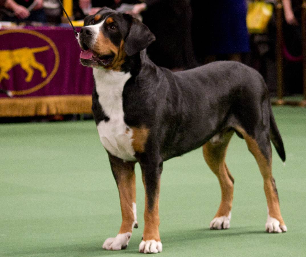 westminster bernese mountain dog