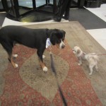 Oscar (The Swissy) Celebrating His Birthday With His Neighbor