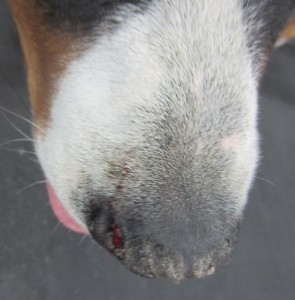 Oscar the Grouch Swissy gets bitten on the nose by some smurf dog