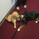 Oscar The Greater Swiss Mountain Dog Plays With Dexter The Golden Retriever Puppy