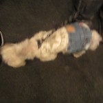 Elevator puppy with jeans and tshirt