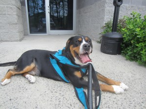 Oscar The Grouch swissy relaxes in between weight pulling sessions