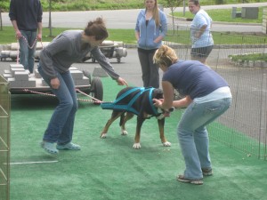 Oscar The Grouch Greater Swiss Mountain Dog Does Swissy Weight Pulling