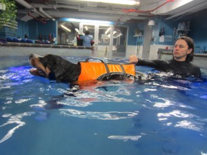 Oscar The Grouch Greater Swiss Mountain Dog Goes Swimming