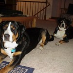 Hanna & Ria (Greater Swiss Mountain Dogs)