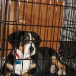 Greater Swiss Mountain Dog crate training