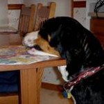 Greater Swiss Mountain Dog at Dinner Table
