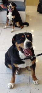 Oscar (Greater Swiss Mountain Dog) with His Mini-Me (Appenzeller Sennenhund)