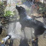 Oscar The Grouch Gets a Bath Swissy Style