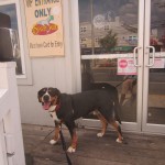 Oscar The Grouch Dog Visits The Starboard at Dewey Beach