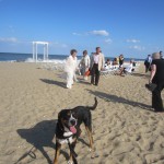 Oscar The Grouch Dog Attends a Dewey Beach Wedding