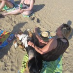 Oscar The Grouch Greater Swiss Mountain Dog Rolling Over at Dewey Beach