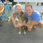 Oscar The Grouch Greater Swiss Mountain Dog Meets New Fans