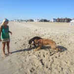 Oscar The Grouch Swissy Meets Kody The Golden Retriever at the Beach