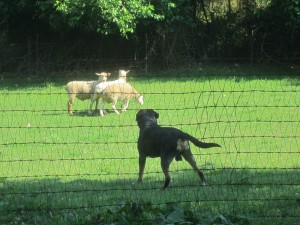Oscar The Grouch Dog Goes Sheep Herding