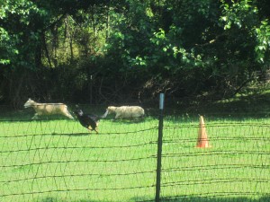 Oscar The Grouch Dog Does Sheep Herding