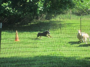 Oscar The Grouch Greater Swiss Mountain Dog Sheep Herder