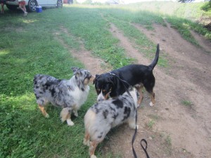 Oscar The Grouch Greater Swiss Mountain Dog & Austrialian Shepherds