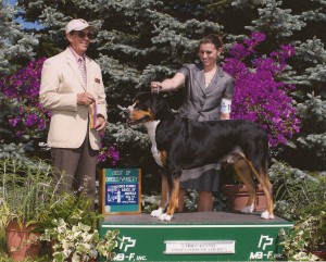 Oscar The Grouch Greater Swiss Mountain Dog Best of Breed with Rachel Kulp