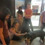 Oscar The Grouch Greater Swiss Mountain Dog Meets New Fans