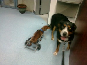 Oscar The Grouch Greater Swiss Mountain Dog Meets Mighty Mouse