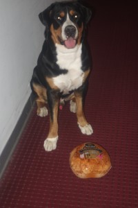 Oscar The Grouch Dog Greater Swiss Mountain Dog and His Pre-Hurricane Turkey