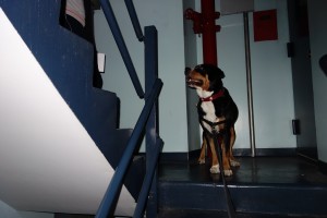 Oscar The Grouch Swissy Goes Down 40+ Flights of Steps During Hurricane