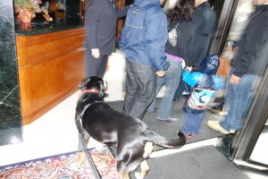 Oscar The Grouch Greater Swiss Mountain Dog Evacuates After Hurricane Sandy