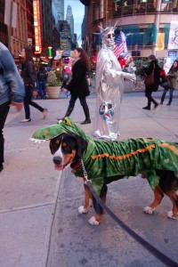 Oscar The Grouch Swissy, Bernese, or Alligator?