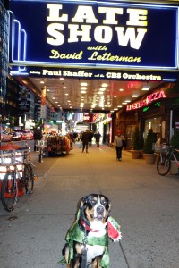 Oscar The Grouch is a happy puppy in front of the David Letterman show