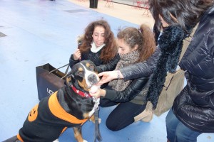 Oscar The Grouch Greater Swiss Mountain Dog Poses For Tourist