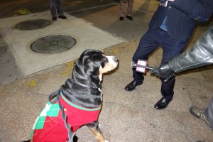 Oscar The Grouch Greater Swiss Mountain Dog Does a TV Interview with Channel 5