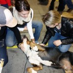 Oscar The Grouch Greater Swiss Mountain Dog Rolls Overs