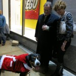 Oscar The Grouch Greater Swiss Mountain Dog Wishes You A Merry Xmas