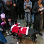 Oscar The Grouch Greater Swiss Mountain Dog Meets New Fans