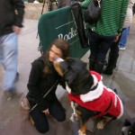 Oscar The Grouch GSMD Dog Meets New Fans