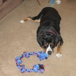 Oscar The Grouch Greater Swiss Mountain Dog at his grandfather's house