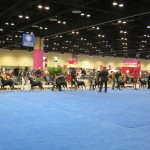 Greater Swiss Mountain Dogs at the AKC/Eukanuba National Championship Dog Show